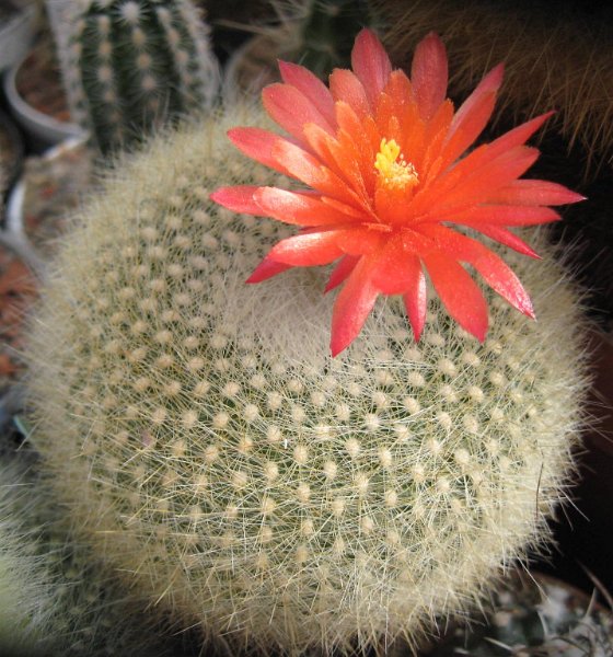 Brasilicactus haselbergi f. stellatus